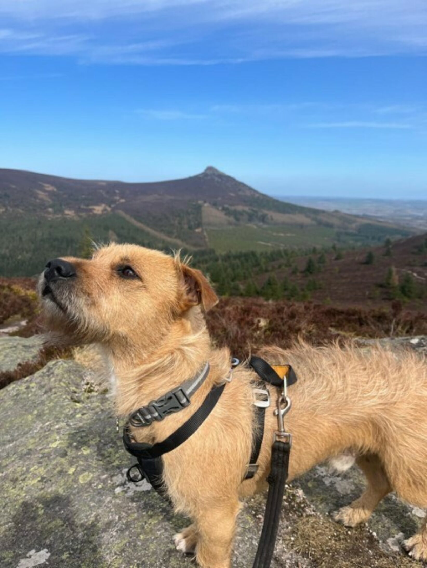 My furry sidekick - Sprout